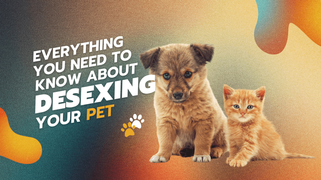Everything You Need to Know About Desexing Your Pet Everything You Need to Know About Desexing Your Pet